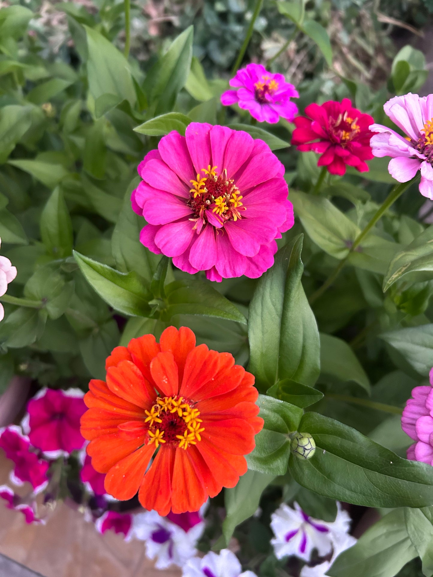 Zinnia