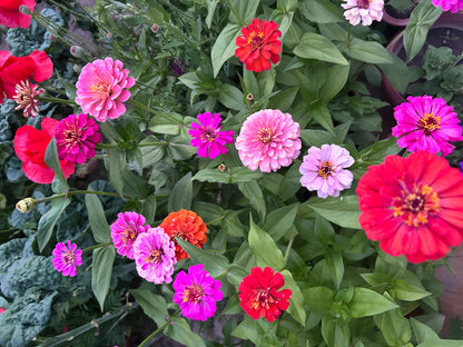 Zinnia
