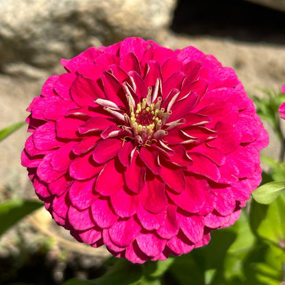 Zinnia