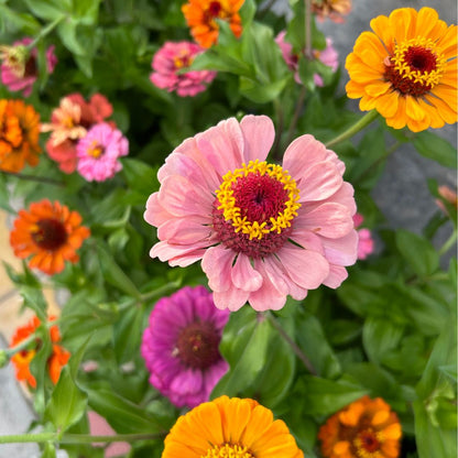 Zinnia
