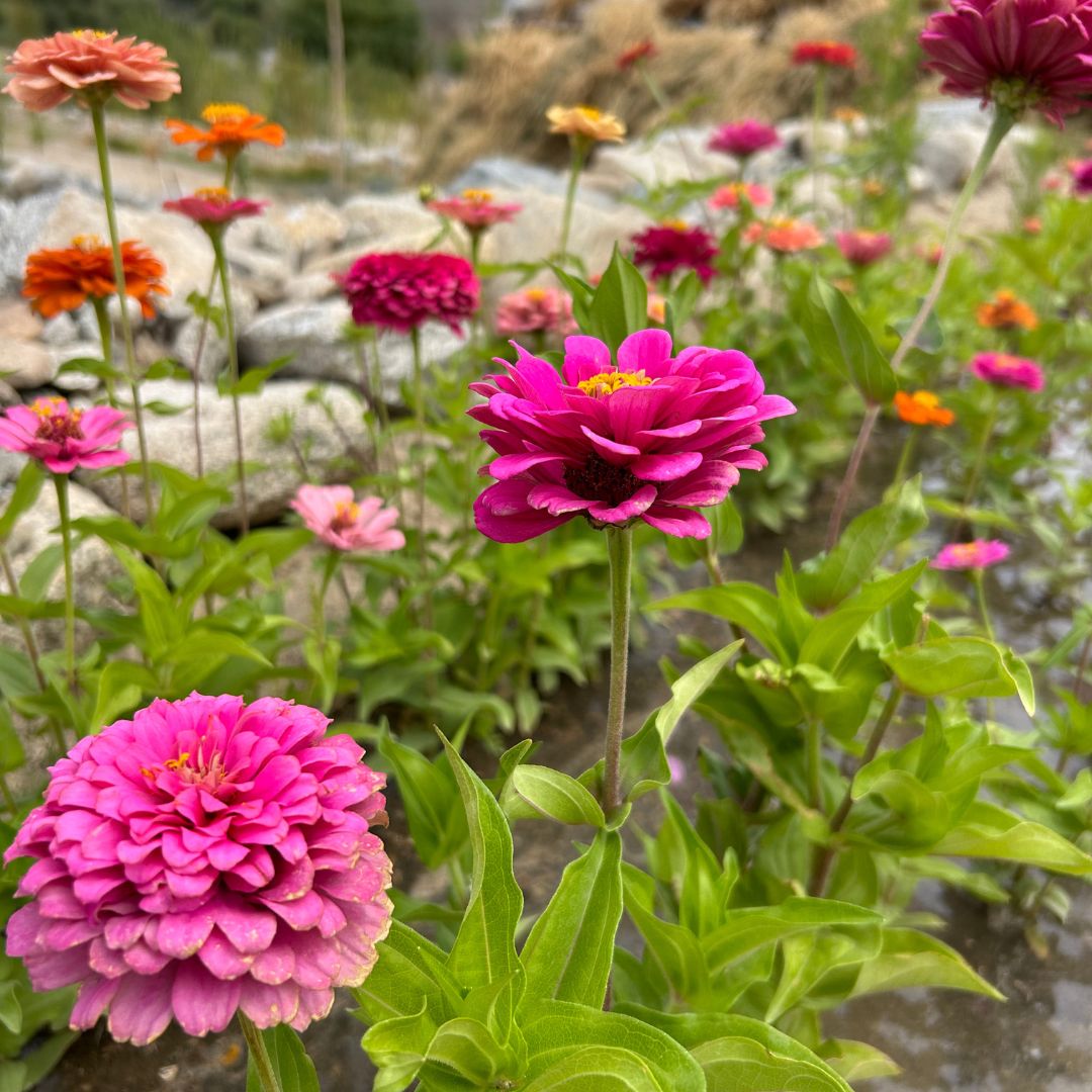 Zinnia